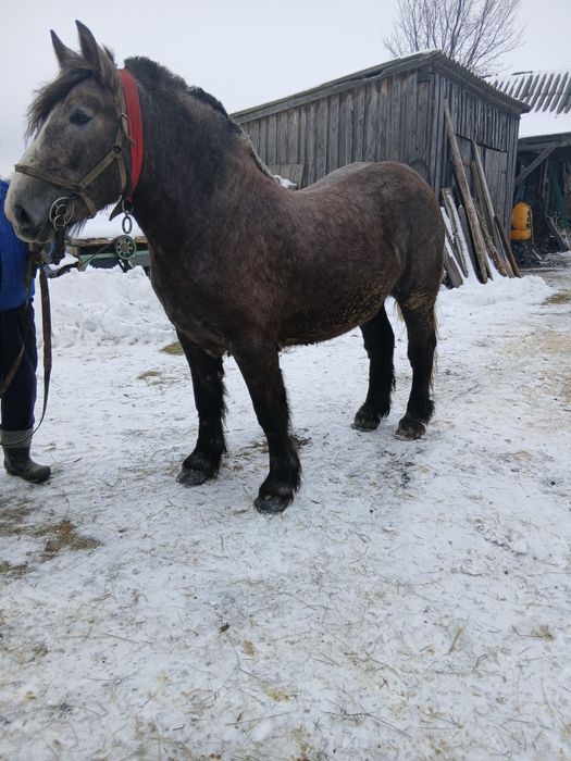 KlaczeZrebice zimnokrwiste