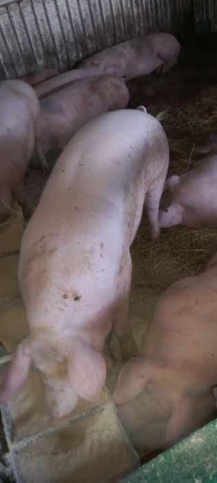 Свині живою вагою