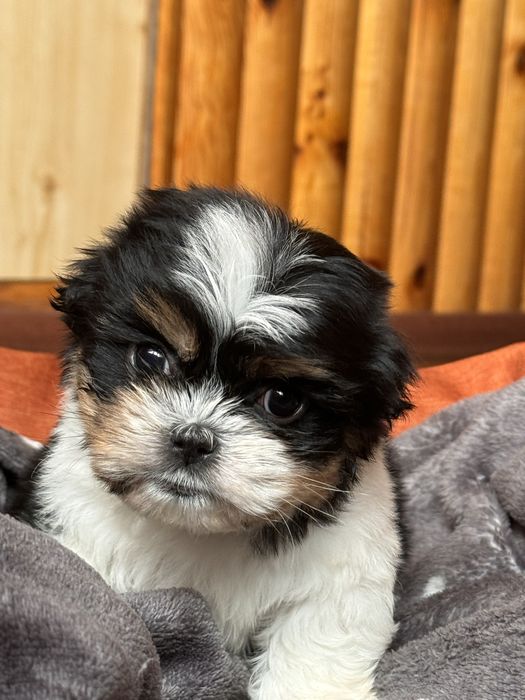 Хлопчик ши-тцу красунчик