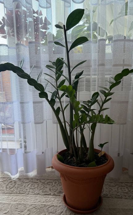 Заміокулькас.   .