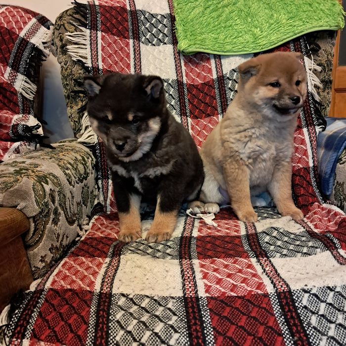 Shiba inu piesek