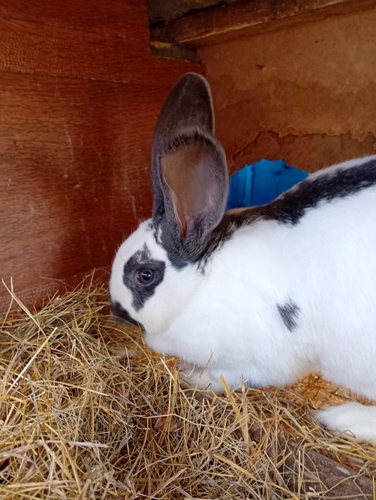 Продаж кролів для розведення та на мясо