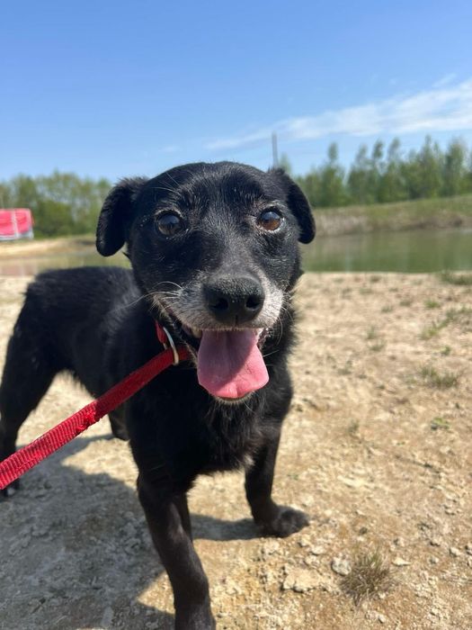 Blagamy o dom dla starszego pieska! Adopcja!