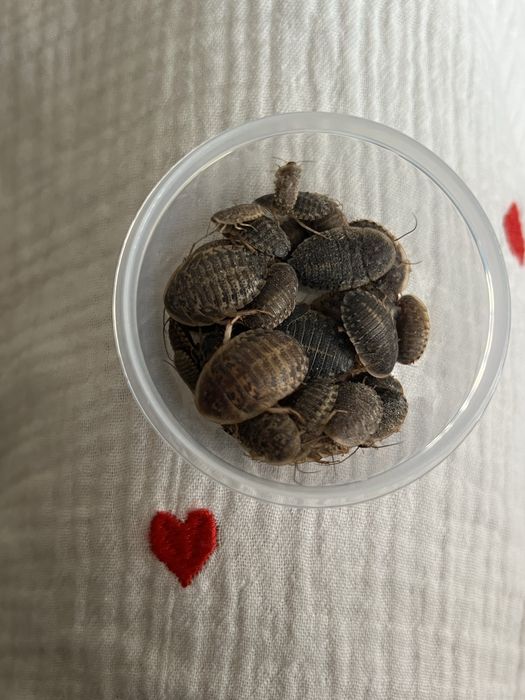 Аргентинські таргани, кормові комахи