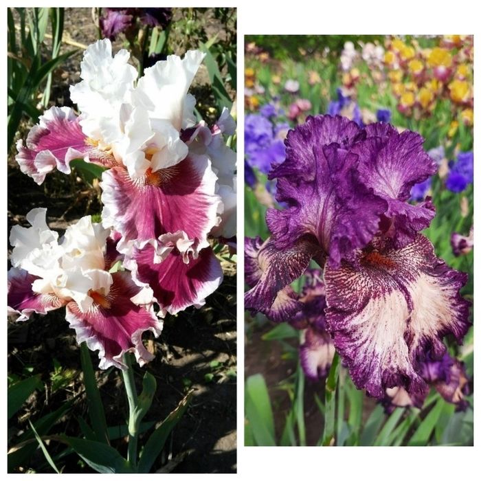 Ирисы сортовые ,высокорослые, набор.