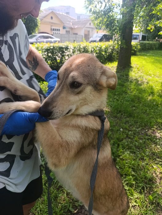 дівчинка Вайфай шукає родину