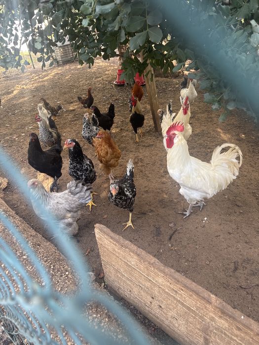 Galinhas - Venda