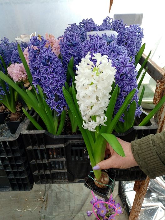 Крокуси й Гіацинт на 8 березня