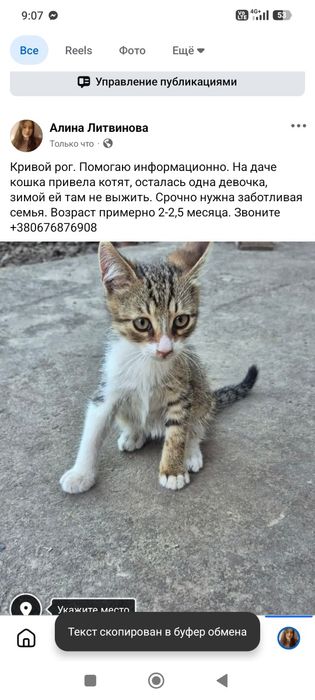 Котенок с дачи бесплатно. Котята даром. Кошка. Кошечка