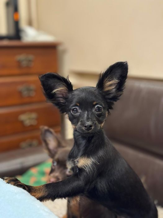 Toy rosyjski długowłosy