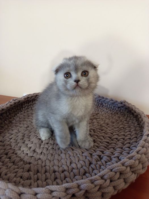 Шотландські кошенята