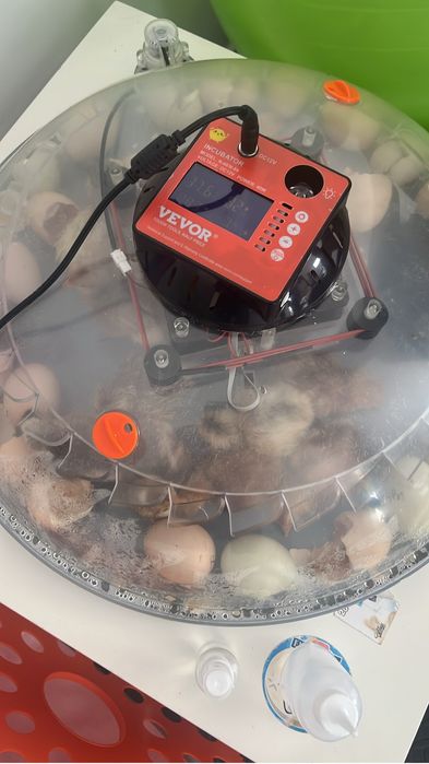 VEVOR Incubadora de ovos com Viragem automática para 48 ovos