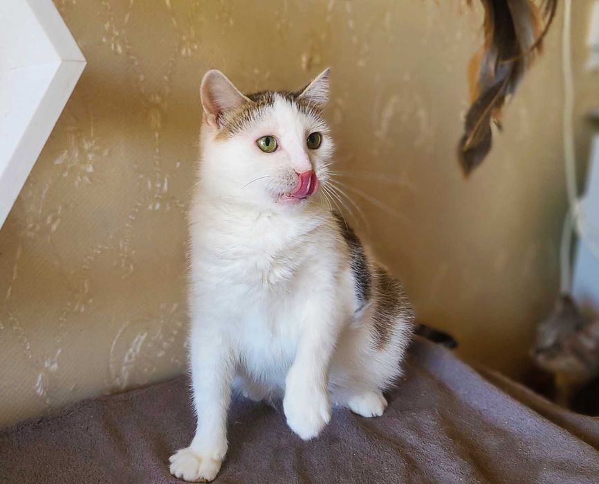 Лагідна зеленоока кішечка Інга (1,5  роки). Стерилізована. Кошка