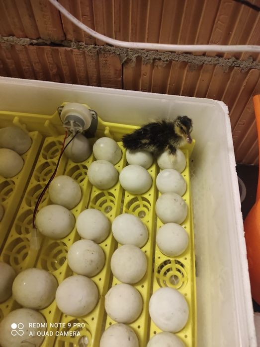 Sprzedam poidła dla kurcząt i drobiu, pojemności 30 litrów zakręcane l