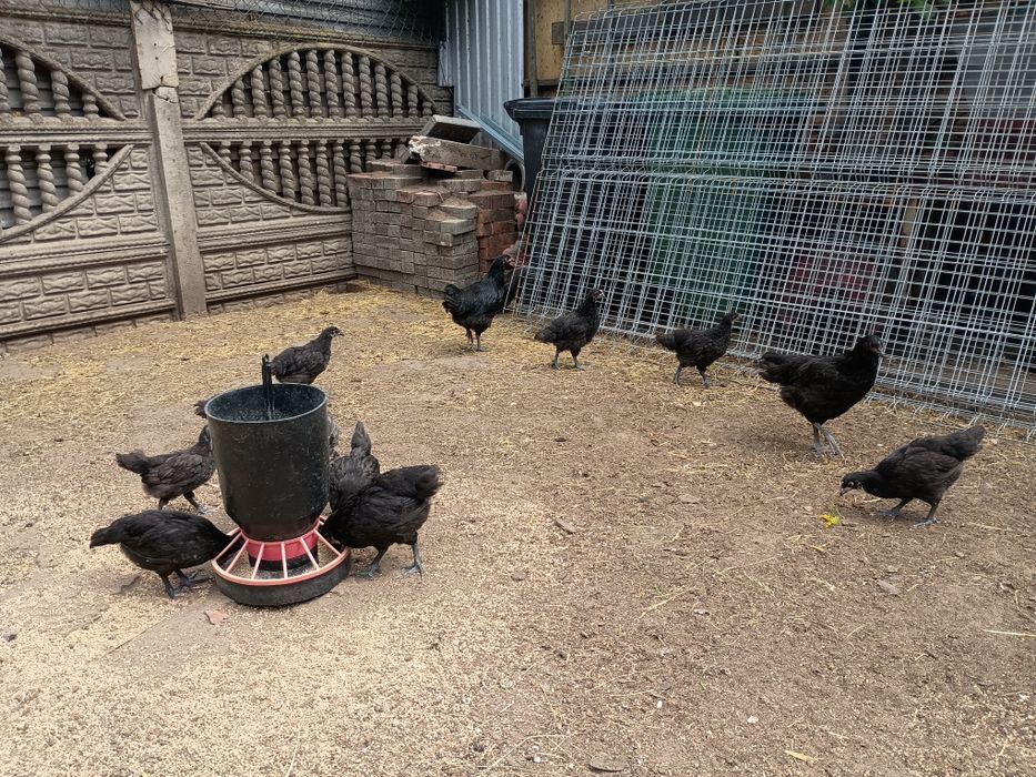 Jaja lęgowe kur rasy australorp i młode kurczaki