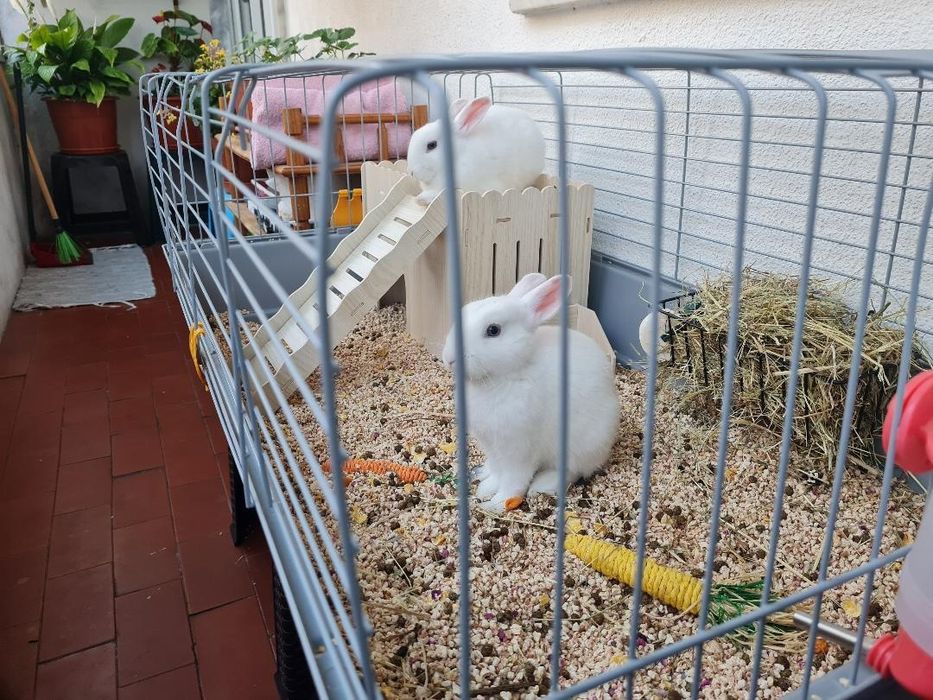 Kit + Coelhinhos anões