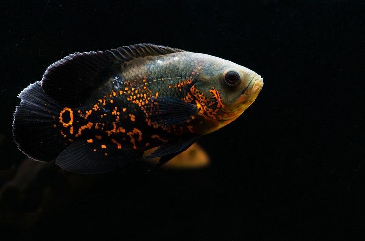 Астронотус , американські цихліди