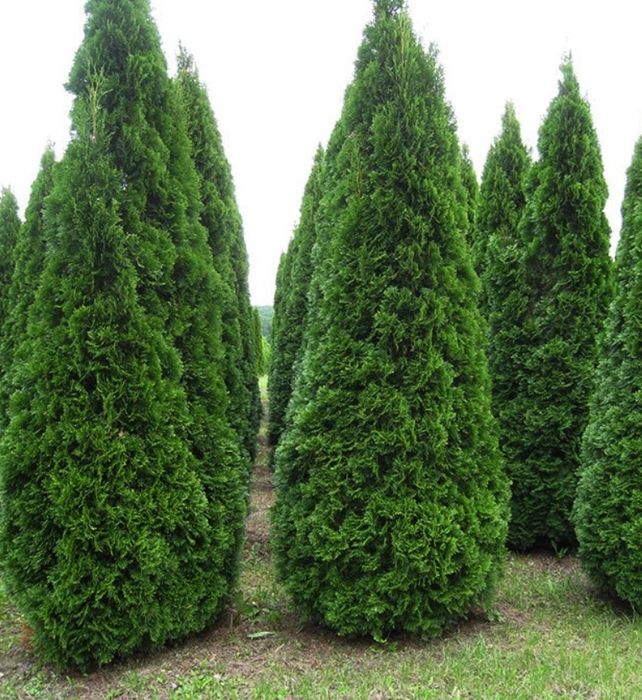 Туя смарагд саджанці