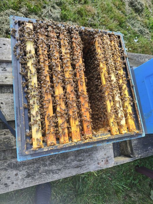 Sprzedam pszczoły z ulem