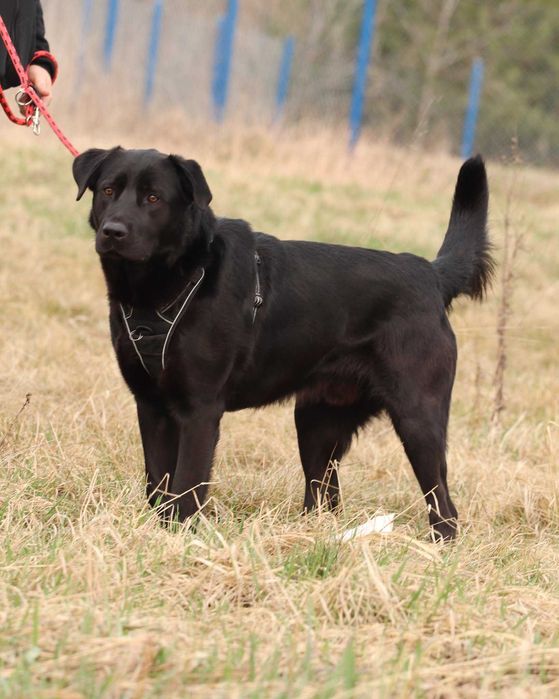 Do adopcji - BLACK