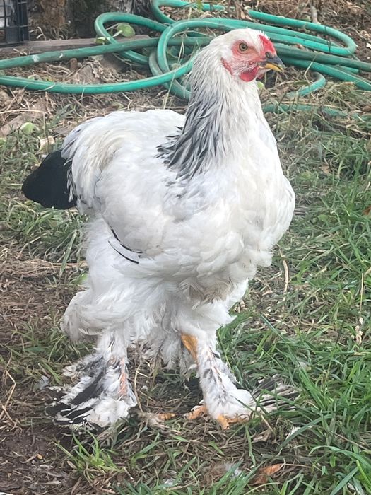Galinha brahma light macho