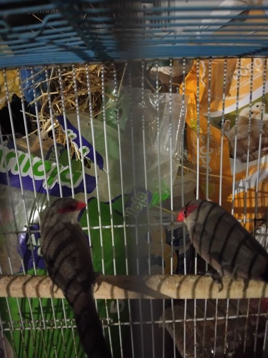 Dois bicos de lacre machos