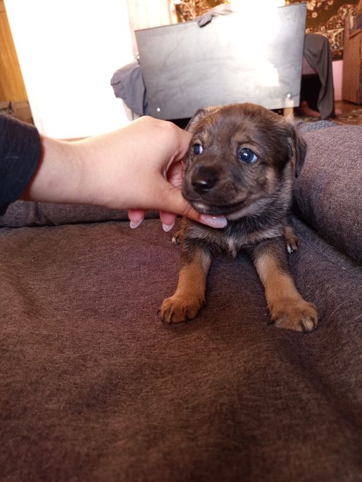 Віддам безкоштовно щенят