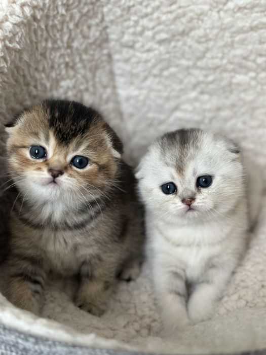 Шотландська вісловушка