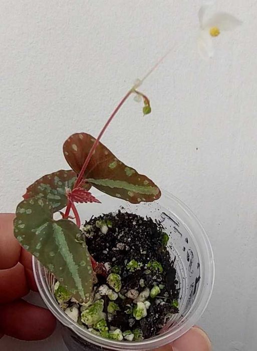 Begonia variabilis, B. malachosticta, B. larvata