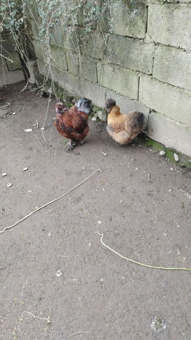 Ovos de Sedosas do Japão