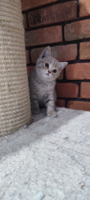 Kotka brytyjska liliowa pręgowana