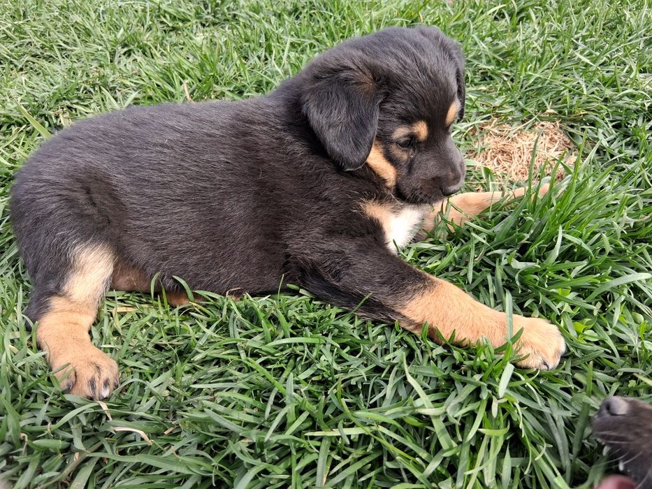 Szczeniak suczka do adopcji