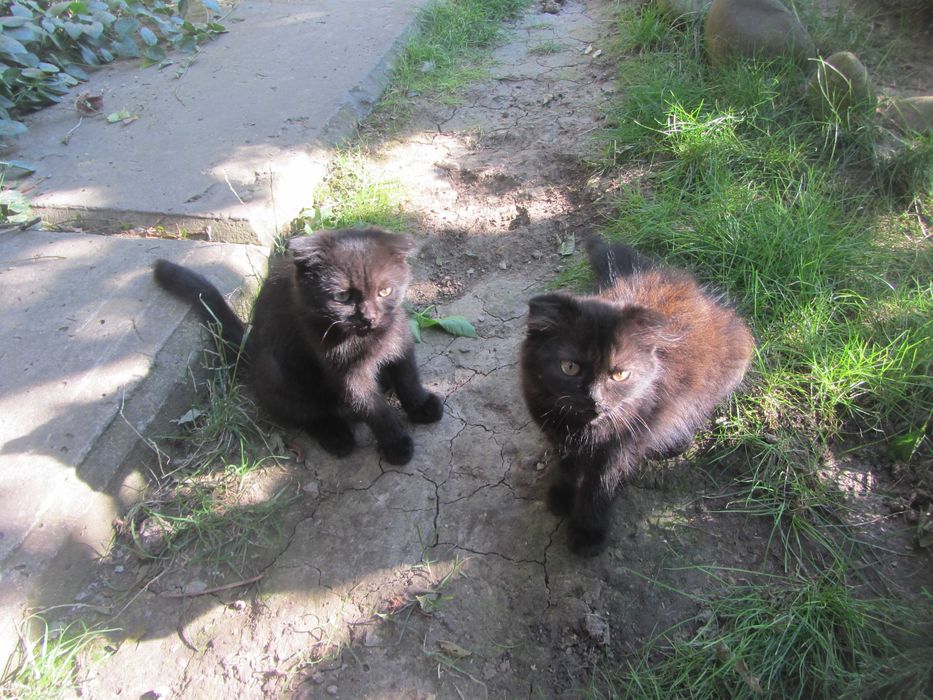 Котинята віслоухі