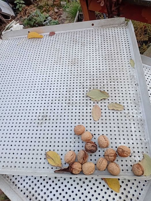 Сушка фруктів ..овочей.піддони