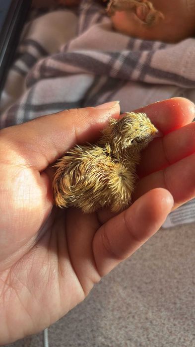 Pintos & Perús & Codornizes