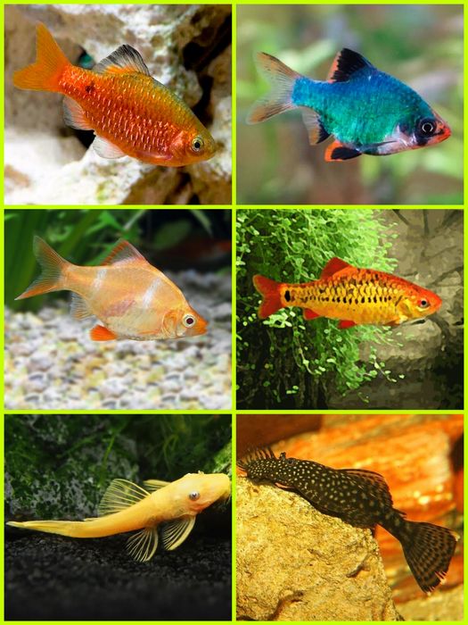 Aquasousa.com - Tetras, Guppys, Corydoras, Neons e muito muito mais...