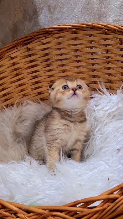 Золотая шиншилла Девочка и Мальчик