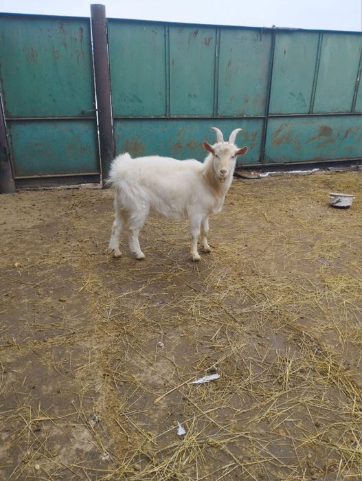 Продам козлика