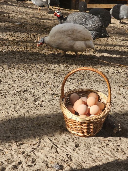 Продам яйцо цесарки
