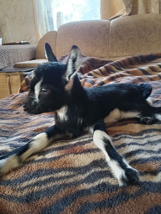 Продам козенят. Біленький козлик чорненька кізонька.