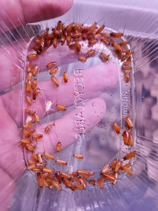 Karaczan turecki (Periplaneta lateralis) wylęg 500szt
