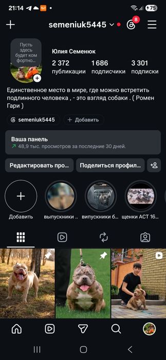 Яркая звёздочки...Девочки и мальчики  ам.стаффа с шикарным темпераментом ..