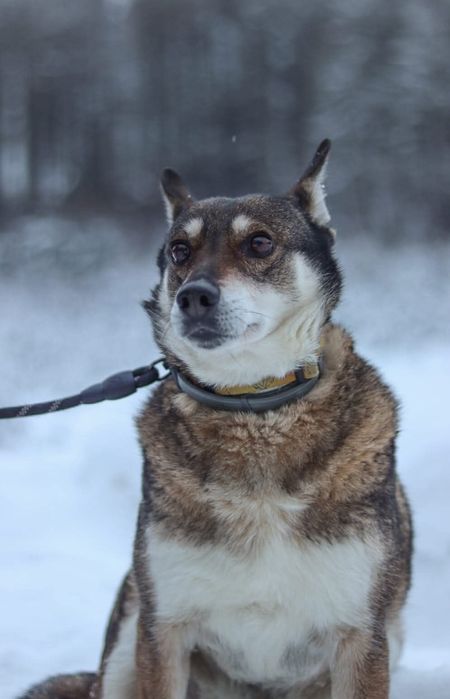 Cicha sunia szuka domu / do adopcji