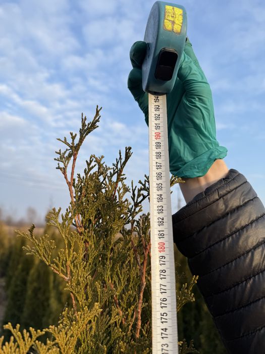 Thuja szmaragd zielona 200 cm