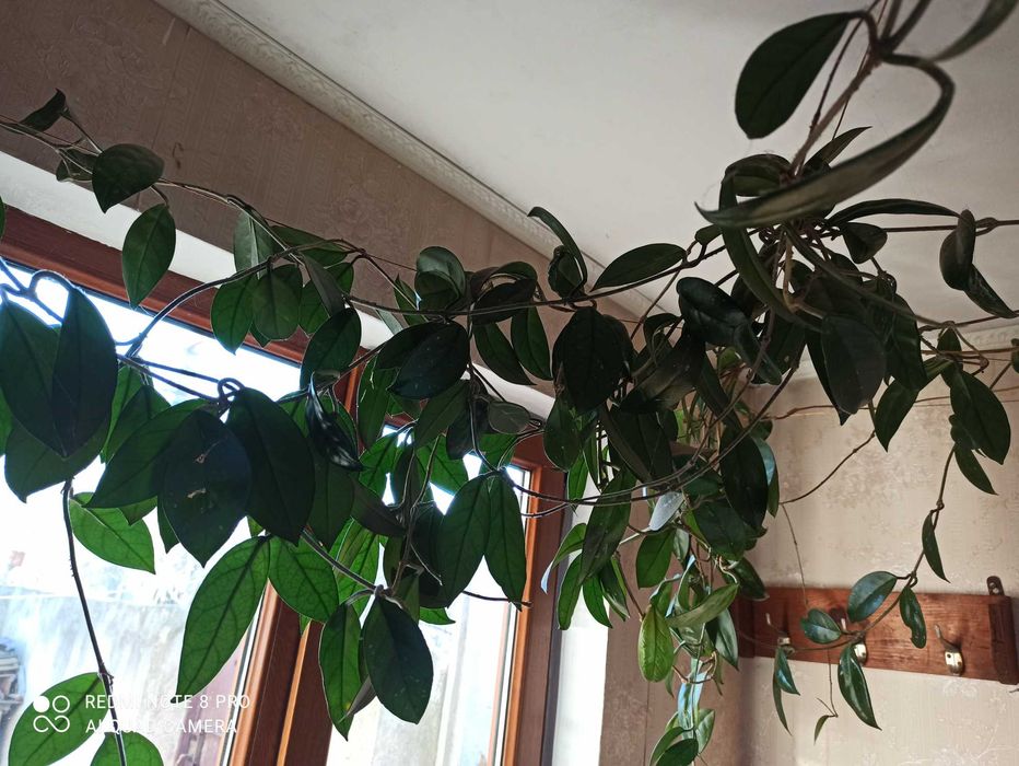 Хойя Карноза (мясистая)