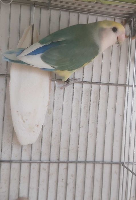Agapornis Roseicollis Macho sexado e anilhado