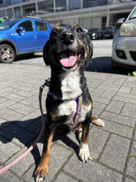 Yumi adoção responsável- porte pequeno