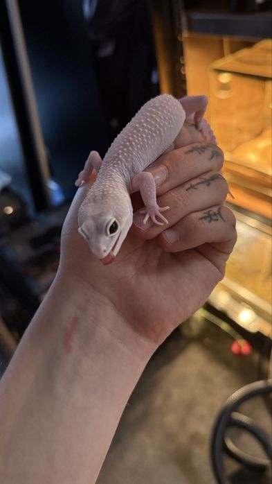 Jaszczurki z terrariami lub bez