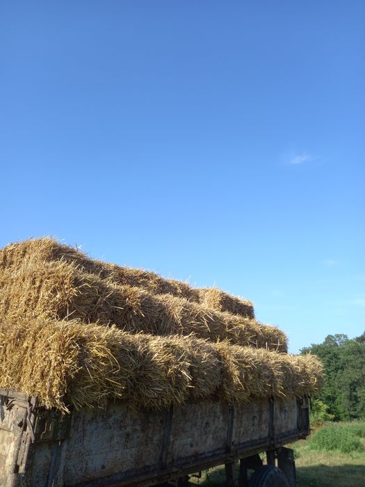 Продам     ячмінь