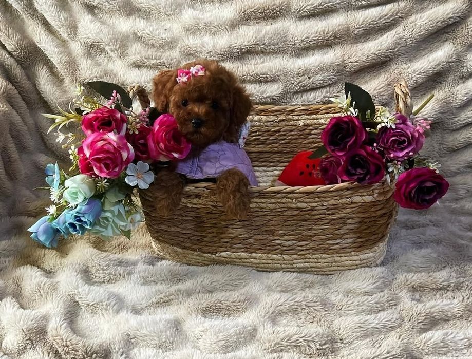 Той пудель солодка дівчинка